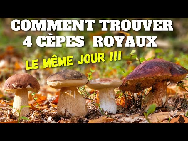 Comment trouver des champignons ?