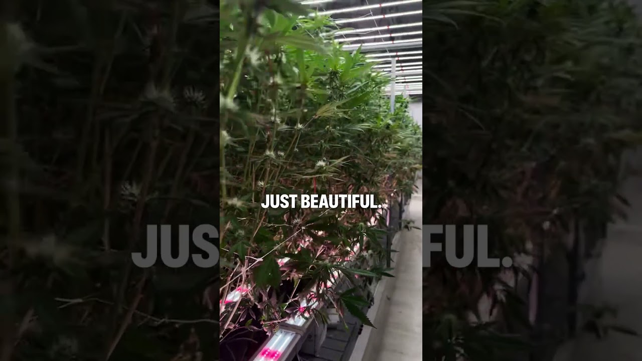 What are Craft Farmer Undercanopy Lights and how do you use them? 👇