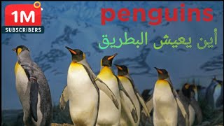 أين يعيش البطريق/ penguins