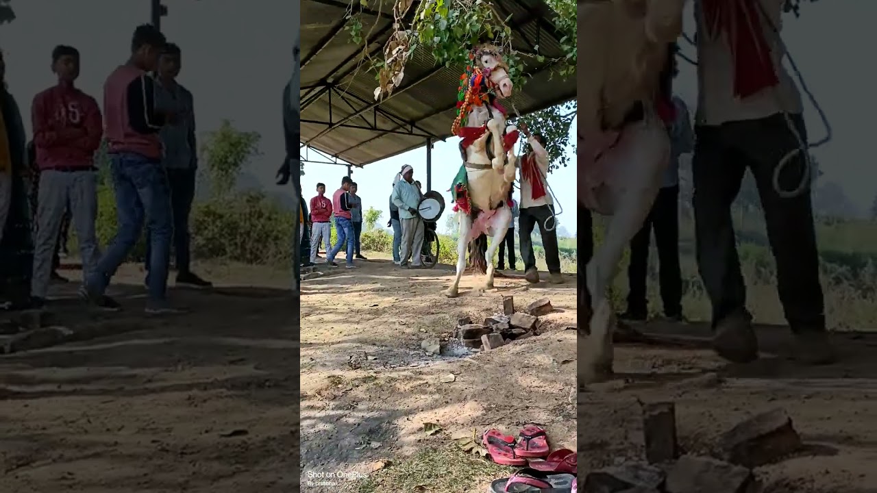 guise ye ye mere villege ka horse 🐴🐎 dance dekhiye
