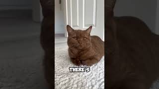 4 Subtle Signs Your Cat Isnt Fine