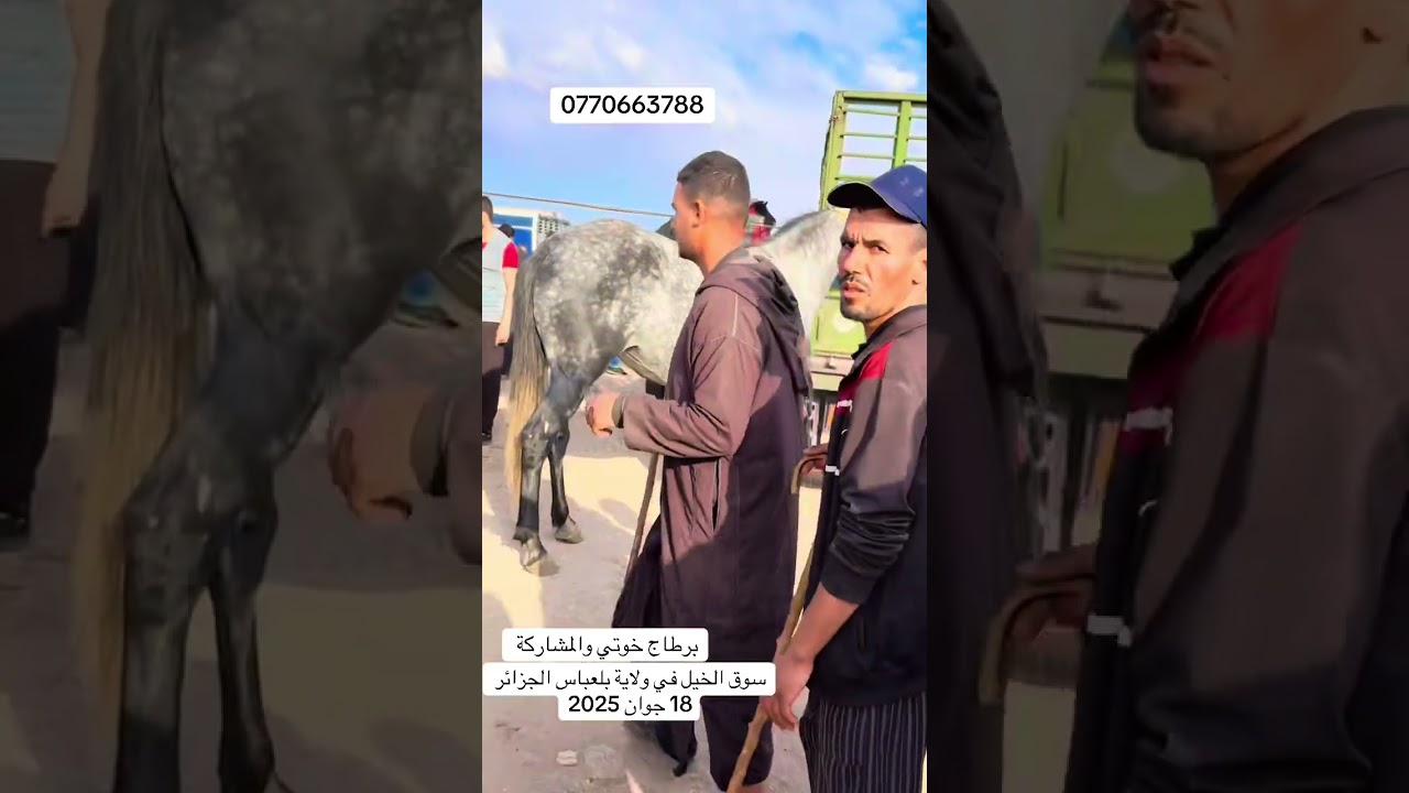 سوق الخيل في ولاية بلعباس الجزائر 19 جوان 2025 برطاج خوتي والمشاركة ولجام