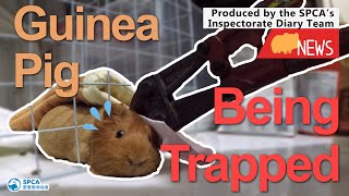 【The SPCA’s Inspectorate Diary: 😱The Squeaky Guinea Pig😱】