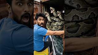 Big Anacondas and Big Dragon found on Container