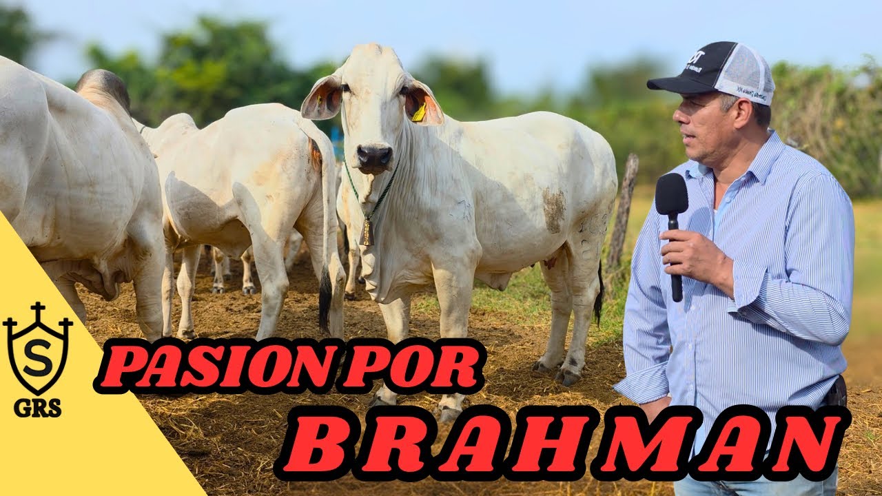 Pasión por el Brahmán 🐂 | Ganado altamente productivo en Rancho El Tancote