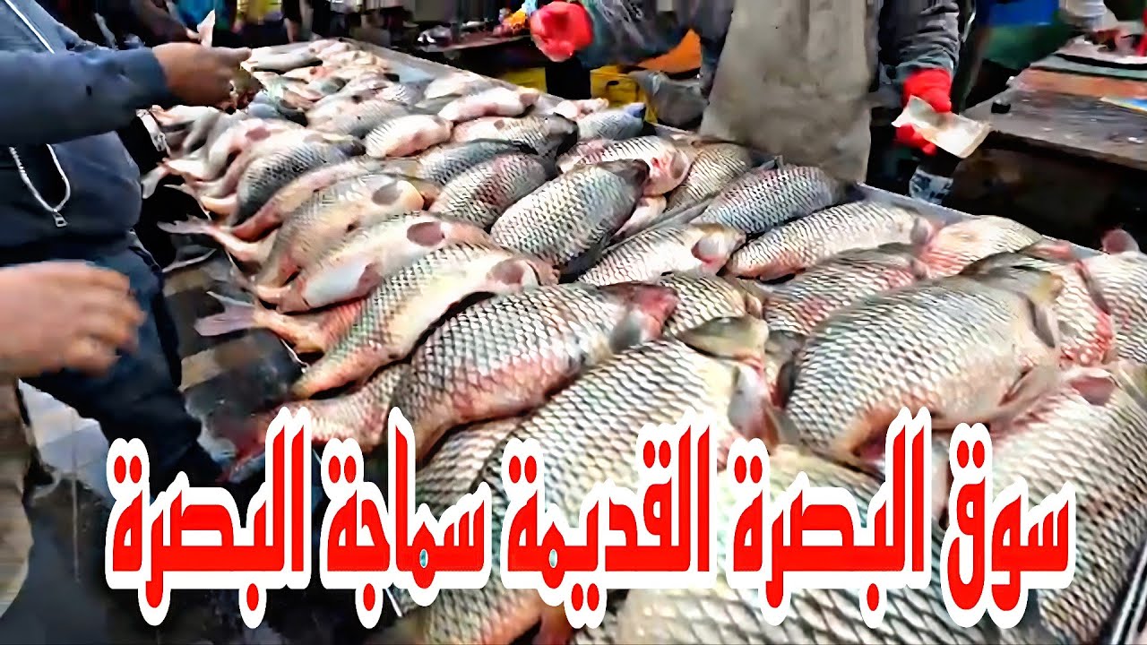 سوق البصرة القديمة سماجة البصرة مع الأسعار تحياتي للجميع#أحمد_مهدي 