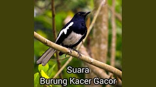 Download Lagu Singing of bird