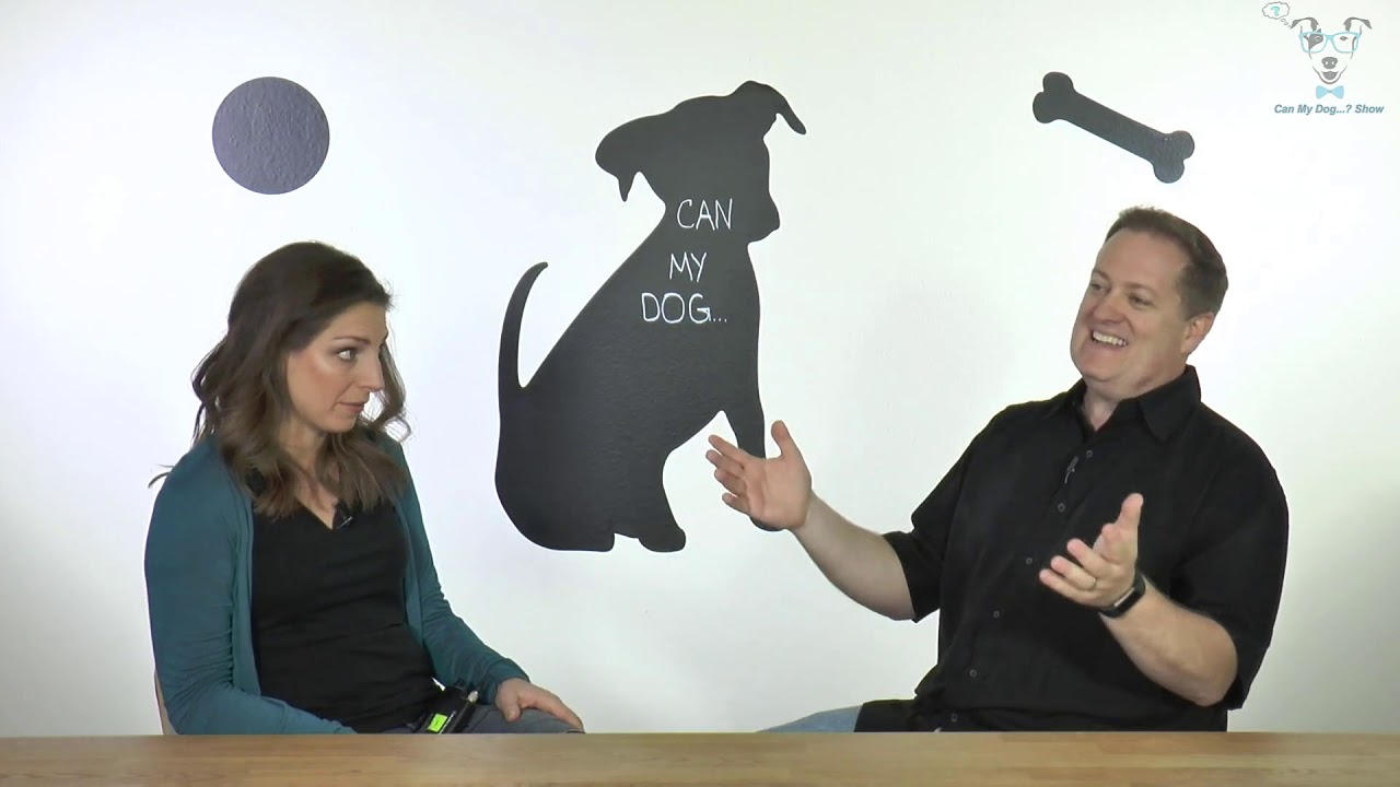 Dog Parent Conversations - Leash Laws - The why, what, when & more about Leash Laws