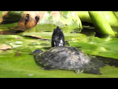 Video: Krāsots Bruņurupucis - Chrysemys Picta Rāpuļu šķirne Hipoalerģiska, Veselība Un Mūžs