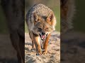 حيوانات خلقها الله تهاجم البشر بلا رحمة والأخير صادم,😱 #معلومات #معجزات #animals# facts# viral