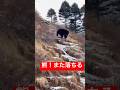 熊!また逃げられて落ちる