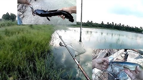 Câu Cá Lóc,Câu Cá Vuông Tôm Vùng U Minh Thương, Lure cá lóc | Tuấn Fishing