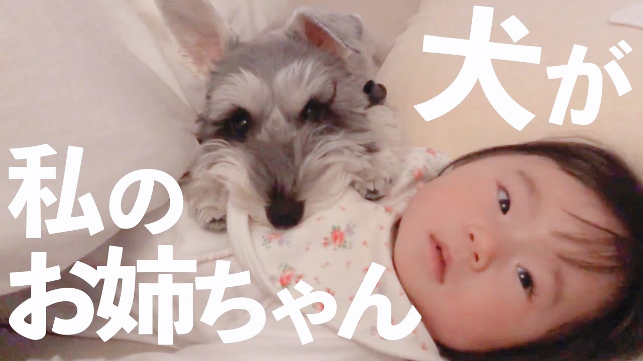 犬 お野菜もらってもいいの ご飯のトッピングがうれしくてプルプル震えるワンコがかわいすぎる ねとらぼ