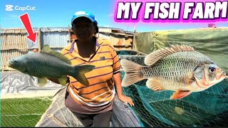 🐟 SHE RUNS A FISH HATCHERY IN 1/4-ACRE IN THIKA AREA : KARUNGU FISH FARM #farmtour 