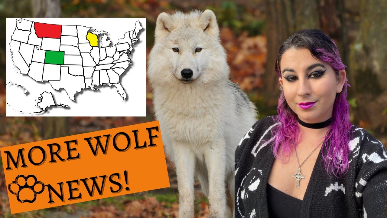 Good News For Wolves in Colorado. BAD News for wolves in Montana and Wisconsin