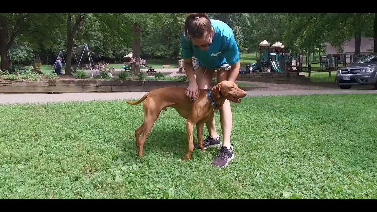 Best Dog Training in Columbus, Ohio! 14 Month Old Vizsla, Brody! YouTube