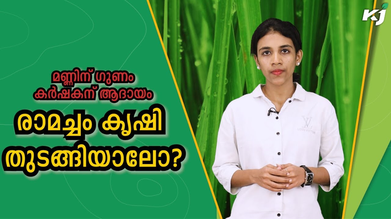 മികച്ച വരുമാനം നേടാൻ രാമച്ചം കൃഷി തുടങ്ങിയാലോ? | vetiver grass | business ideas | vetiver farming |