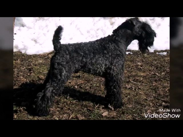 Порода моей собаки Керри Блю терьер