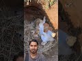 Rabbit 🐇#funny short