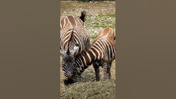 معنى كأنهم حمر مستنفرة فرت من قسورة