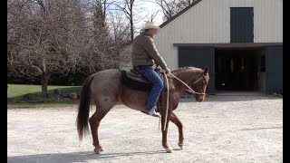 Start To Soften And Collect Your Horses Back Up Episode 98 - Herm Gailey