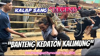 Asyik banget KALAPAN DUO LEGEND BANTENG KEDATON KALIMUNUNG@DedikIr
