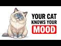 Your Cat Knows Your Mood Before You Speak | Feline Secrets