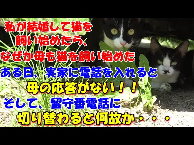 122【猫の不思議な話】私が結婚して猫を飼い始めたらなぜか母も猫を 