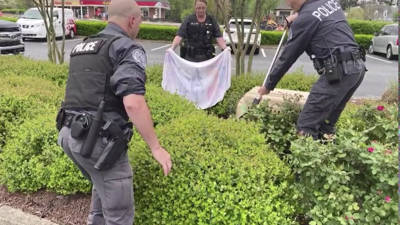 Duluth Police officers rescue ducklings from storm drain - YouTube