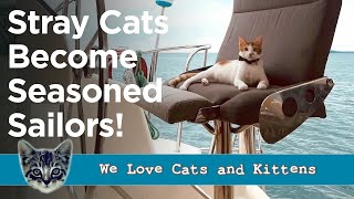 After The Sadness, Two Rescued Kittens Find Love And Adventure On The High Seas