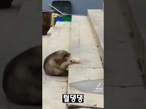 댕댕이 계단에서..