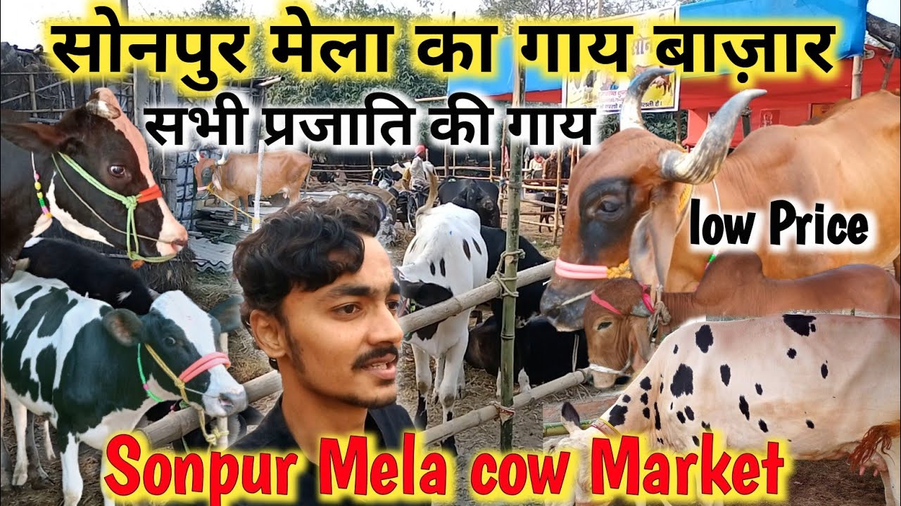 🐄सबसे कम दाम का गाय बाजार | Sonpur Mela Cow Market 2023 | सोनपुर मेला गाय बाज़ार | Sonpur Mela 2023