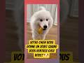 Votre chien le fait aussi? #animaux #veterinaire #chien #chiens #veto