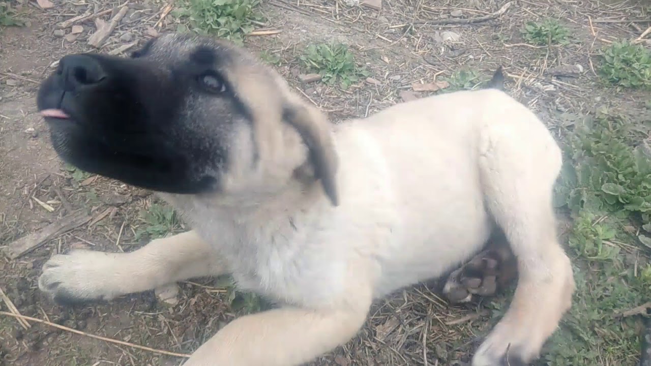 Simental Hollanda Irki Buzagi Inek Yavrulari Kangal Kopegi Yavrulari Videolari Kopek Havlamasi Sesi Youtube