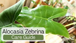 How To Care For Alocasia Zebrina As An Indoor Houseplant
