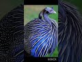 Nice voice #nature #birds #shortvideo #tag