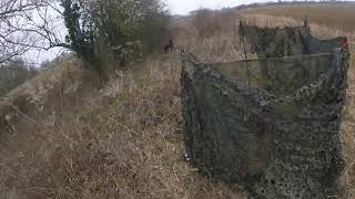 Pigeon Shooting over decoys