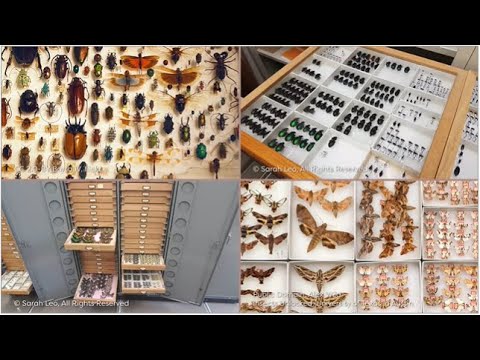 Insect collections in museums | how to collect insects | entomology lectures |  Module 01.07