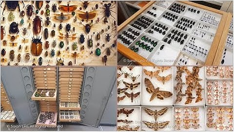 Insect collections in museums | how to collect insects | entomology lectures |  Module 01.07