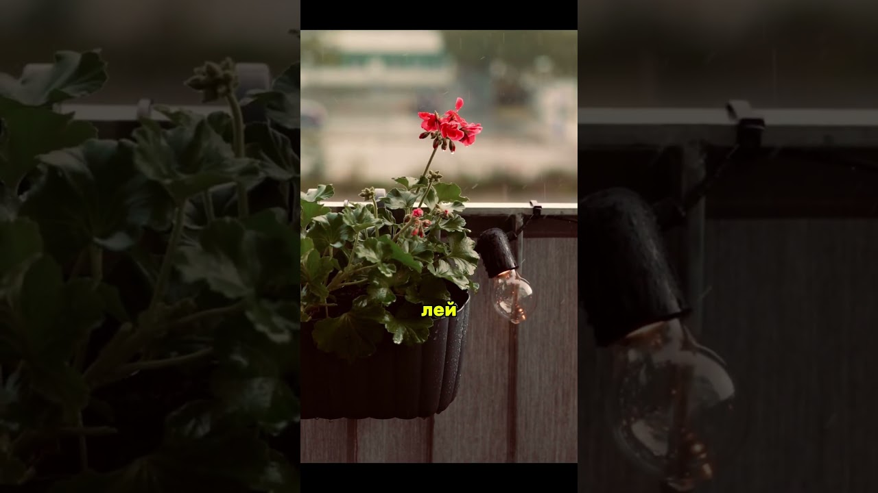 Артикул на то самое чудо-средство 291934334 (wb)