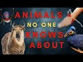 25 Animals You Haven T Heard Of Maybe Part One Oceania And Eurasia 