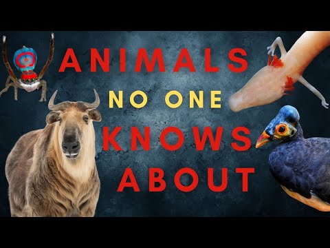 25 Animals You Haven T Heard Of Maybe Part One Oceania And Eurasia 