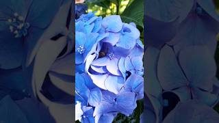 Невероятно красивая гортензия ✨️💐 #гортензия #цветы #природа #лето #hydrangea #summer #flowers #art