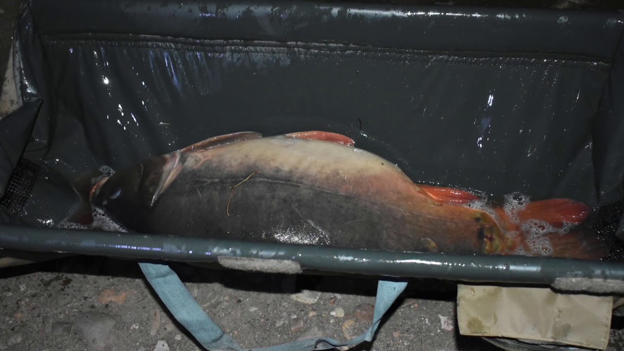 Carpfishing lago Alfarofia