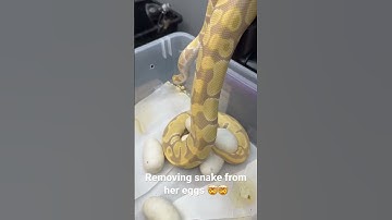 Candino ballpython with 6 eggs