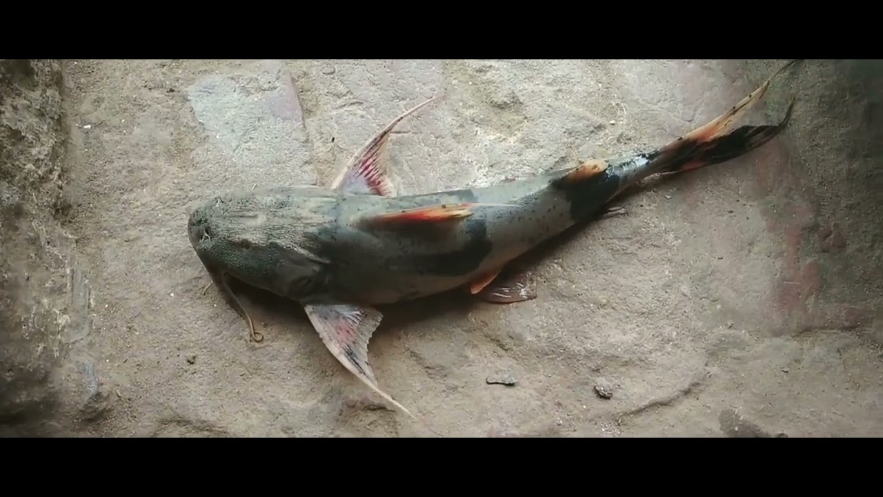 Aaj Nadi me Mila ghoch machli ki short video plz suscribe my YouTube channel 🙏🙏🙏🙏