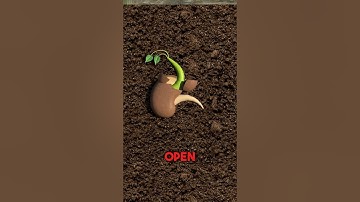 How A Plant Grows 😮