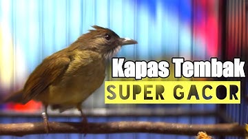 MASTERAN WAJIB SUARA BURUNG KAPAS TEMBAK GACOR MATERI KESUKAAN JURI