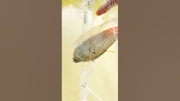 Thăm lưới dính cá thác lác #mientay