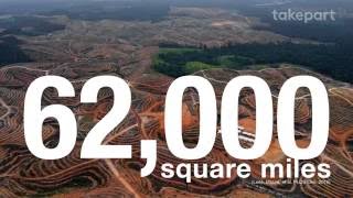 The Problem With Palm Oil | Fight for the Forests | TakePart screenshot 3